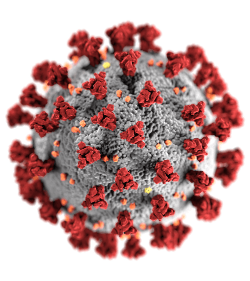 coronavirus